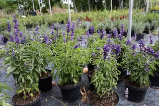 Tiestos con lavanda |Agencia ICAL