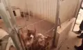 Rehala de perros en el incendio de Ávila