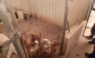 Rehala de perros en el incendio de Ávila