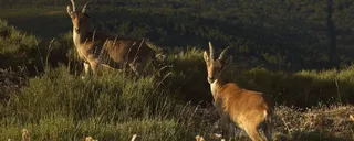 Especies en las Batuecas. Junta de Castilla y León