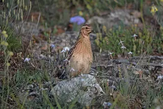 Una cordorniz en el campo. Foto EP