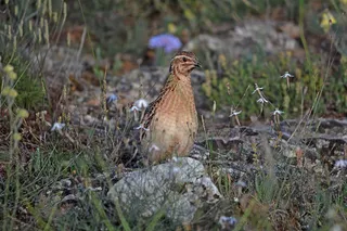 Una cordorniz en el campo. Foto EP