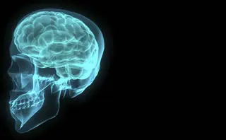 Cerebro humano. | MIRANDA KNOX FREEIMAGES EP