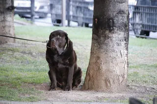 Perro atado en la hierba. Foto de archivo