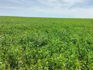 Cultivo de lenteja en La Armuña