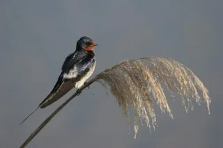 Golondrina común