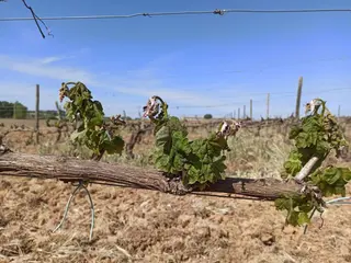 Viñedo dañado por las heladas y la sequía. Foto EP