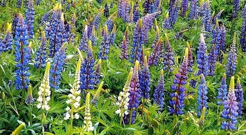 Altramuz azul Lupinus angustifolius