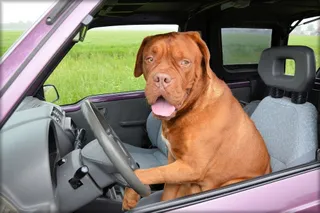 Perro coche