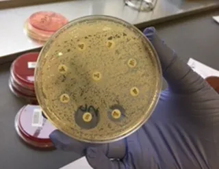 Acinetobacterportada