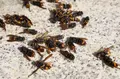 Foto de archivo de una avispa velutina