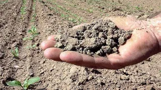 Petición de adelanto inmediato de la fecha para el inicio de la cosecha en parcelas de agroecosistemas extensivos