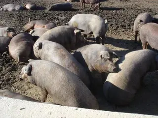 Al fin sube el ibérico, como los cereales, paja y vacuno de vida en la Lonja