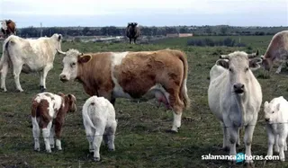 Vacas