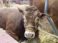 Un limusín expuesto durante la feria de Salamaq 2026 | Andrea Mateos