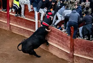 Cogida del varón herido por asta de toro en el muslo durante la capea del sábado por la tarde en Ciudad Rodrigo | Vicente/ICAL