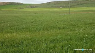 Campo cereales (9)