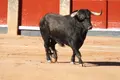 Primer toro devuelto en La Glorieta | Salamanca24horas