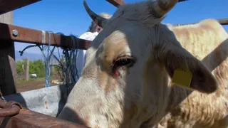 Vaca atendida por los servicios veterinarios por la Dermatosis Nodular Contagiosa | Kris De Clercq/Ministerio de Agricultura (MAPA)