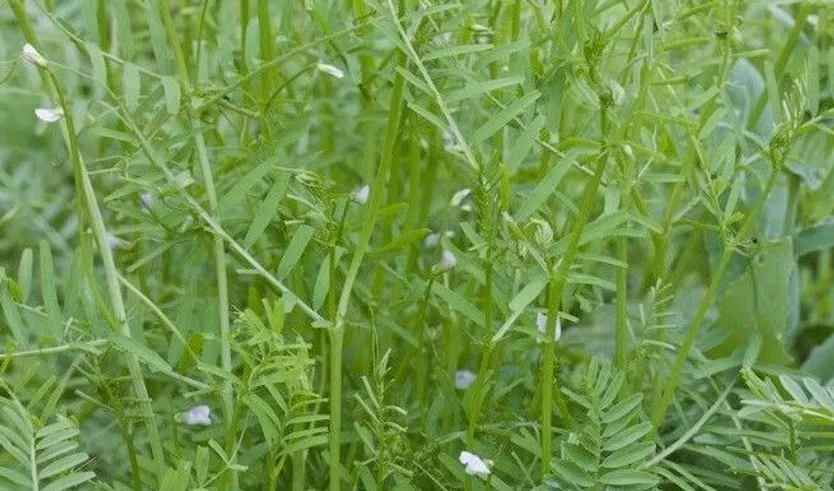 algarroba Vicia articulata