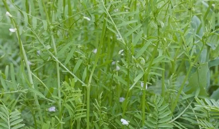 algarroba Vicia articulata