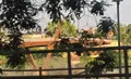 Pasarela Afectada Por Un Incendio De Pasto