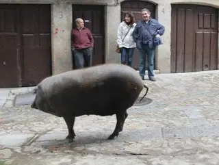Bendición y subasta del cerdo para honrar a San Antón