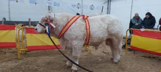 GALERÍA | Concursos y subastas de raza limusina, charolesa y avileña-negra ibérica en la Feria de San Andrés de Ciudad Rodrigo 2023