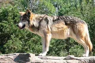 Lobo. Archivo