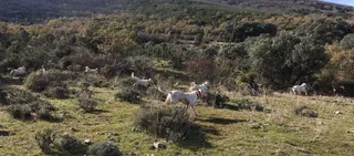 Perros de caza. Foto EP
