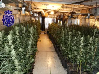Marihuana en Ciudad Rodrigo. Foto PN