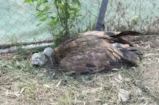 Buitre envenenado recuperándose en las Dunas.