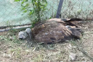 Buitre envenenado recuperándose en las Dunas.