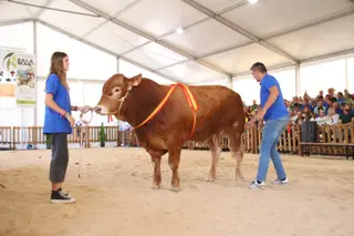 'Teodoro', el limusín extremeño campeón joven que alcanza el precio más alto con 9.500 euros en la Subasta Nacional de Ganado Vacuno. Foto Andrea M.