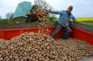 La patata vuelve a cotizar en la Lonja