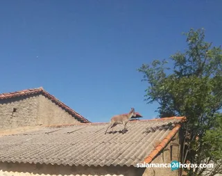 Cabra montesa (4)