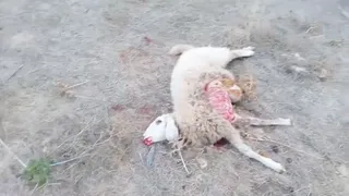 Oveja muerta lobo