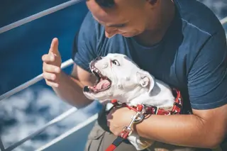 Mordedura de un perro. Foto Infosalus
