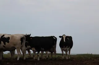 Vacas