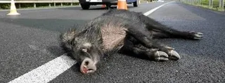 Jabalí herido en un accidente de tráfico. Foto de archivo