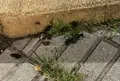 Plaga de cucarachas en el Bulevar del Camino de las Aguas