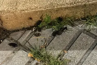 Plaga de cucarachas en el Bulevar del Camino de las Aguas