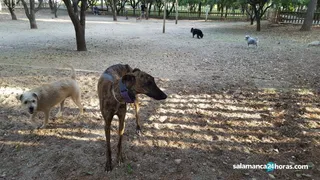 Perros en Salamanca. Foto archivo