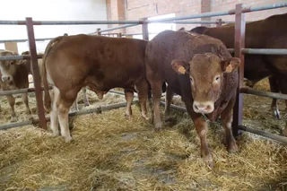 feria de la carne