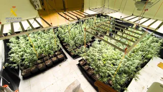 Plantación de marihuana incautada en Ciudad Rodrigo | Guardia Civil de Salamanca