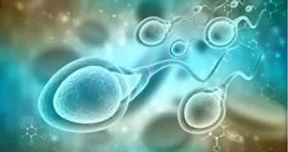 Existen varias técnicas de selección para realizar una fecundación in vitro con éxito