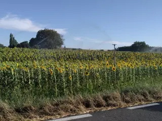 Riego girasol (1)