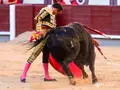 Damián Castaño Con Un Toro De Veiga Teixeira En Las Ventas | Foto PLAZA 1