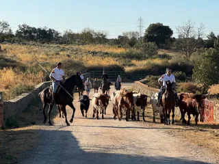 Último encierro a caballo en Aldeadávila de la Ribera con reses de Valrubio | Salamanca24horas