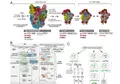 Estudio Realizado En El Centro De Investigación Del Cáncer Que Aporta Ahora Una Nueva Perspectiva Sobre La Patogénesis De Las Ribosomopatías | CIC